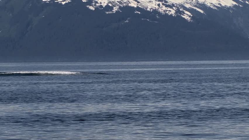 Humpback Whale emerges from the ocean and slams his head down in a thunderous motion