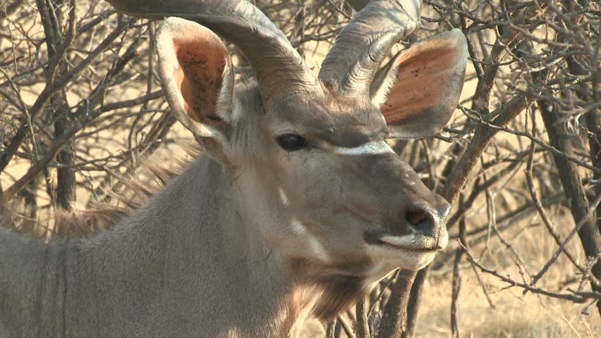 Close up of Kudu Bull