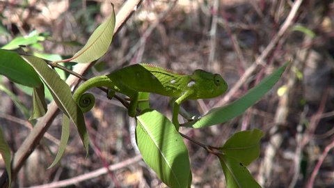 graceful chameleon at the back-up area of Madagascar
Fianarantsoa, Madagascar July 2014
Recorded at progressive 50p