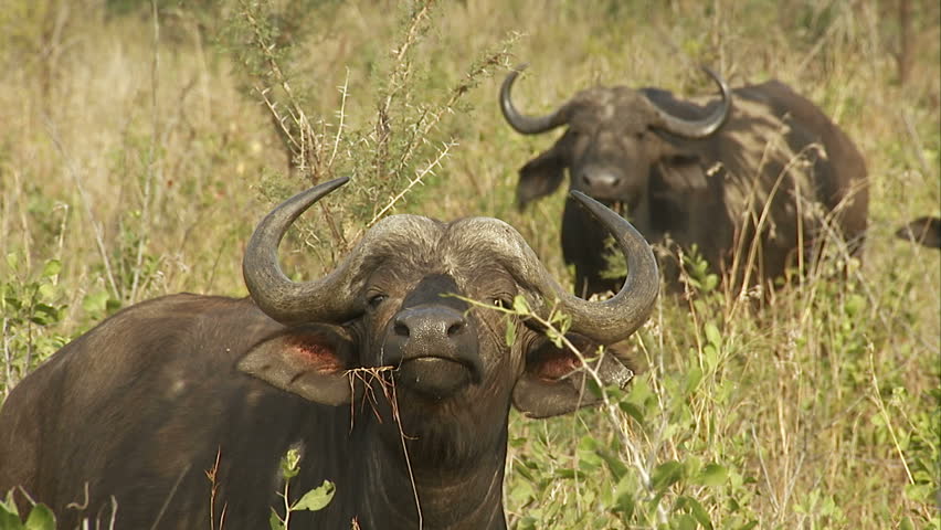 African buffalo sniffing the air.
