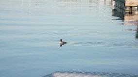 Slow motion waterfowl taking flight from the water. Full Hd stock video clip