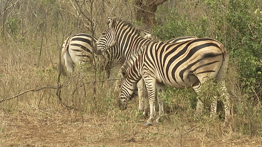 Group of Zebras in Hluhluwe game reserve.