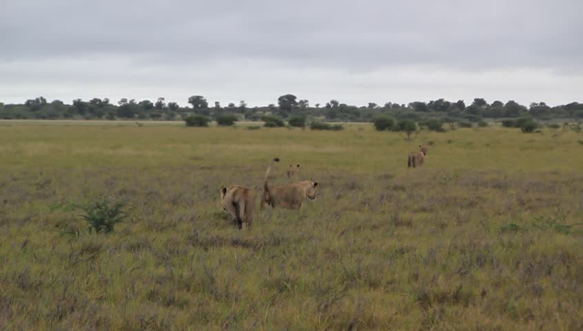 Lions walking through the rain in the Kalahari