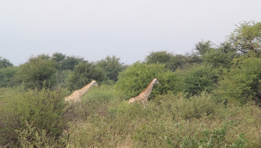 Giraffes walking through the Kalahari Dessert