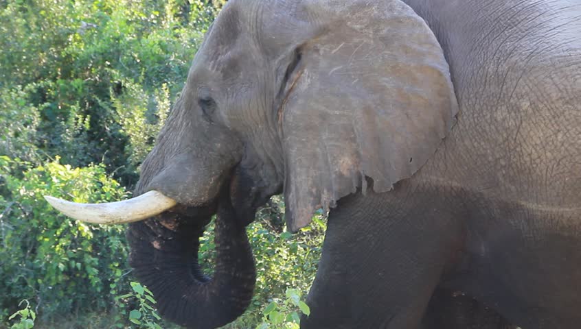 Close-up of Elephant eating in the Okavango Delta