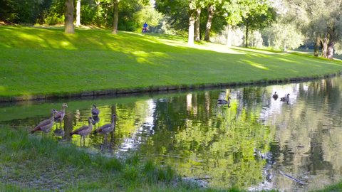 Stock footage of ducks swimming on a peaceful lake