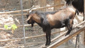 Mountain goat in the zoo, thailand