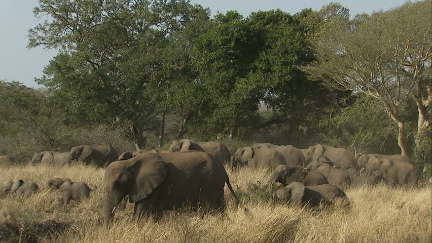 Elephant breeding herd on the move