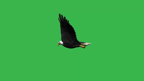 eagle flying - green screen
