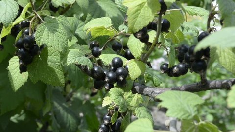 Black Currant berries grow in the garden