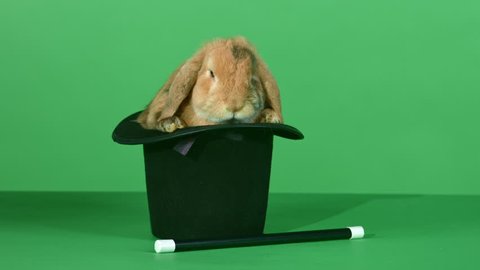 Small brown lop-eared domestic rabbit resting in a black top hat next to a magic wand, in front of green screen background