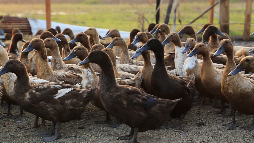 Domestic Ducks on farm, Tak province, Thailand.