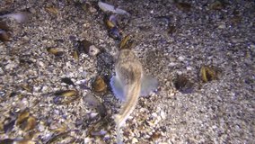 Marine fish Atlantic stargazer (Uranoscopus scaber) buries itself in the sandy soil, medium shot. Black Sea. Ukraine.
