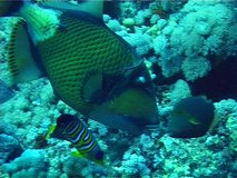 Nutrition of Titan triggerfish (Balistoides viridescens) on a coral reef. Fish creates a flow of water with pectoral fins. Close up. Unical shot. Red Sea. Egypt.

