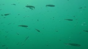 A flock of sea fish Black Sea big-scale sand smelt (Atherina pontica) swims toward the camera, medium shot. Black Sea. Ukraine.
