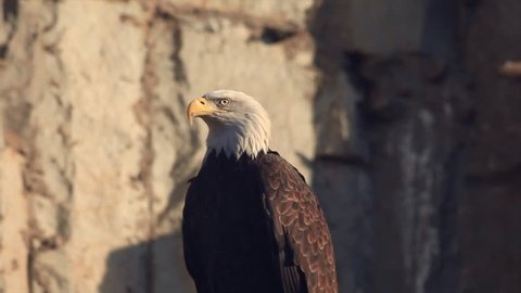 Head and breast of bald eagle, haliaeetus leucocephalus, sitting on gray rocky background and looking around. American eagle, US national character. Excellent beauty of wildlife in amazing HD clip.
