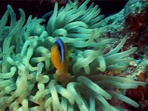 Pair of Twoband anemonefish (Amphiprion bicinctus) among the tentacles of sea anemones. Medium shot. Red Sea. Egypt.
