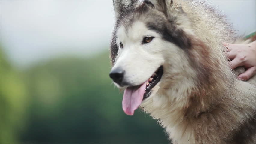 Big fluffy dog husky breathing with tongue hanging out. 3 shots in a sequence, eyes’
close-up 