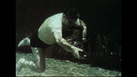 UNITED STATES 1960s: Man wrestles with alligator underwater / High angle view, man wrestles alligator.