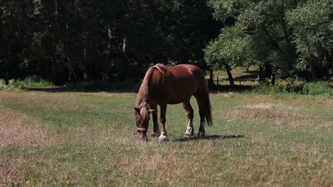 horse grazes on a lawn near the forest