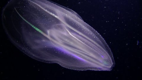 Marine invasions jellyfish ctenophora Mnemiopsis (Mnemiopsis leidyi) moves in the water rich in plankton, close-up. Dark background. Black Sea. Ukraine.
