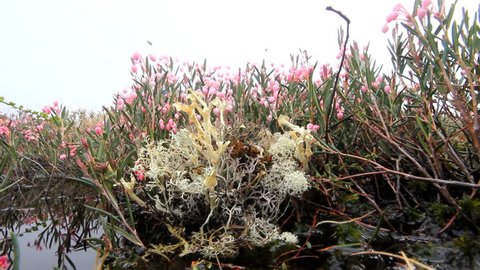 Beautiful Bog rosemary (Andromeda polifolia) is a nice white-pink flowers, north high bogs