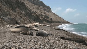 Seal rookery on the coastline of Atlantic Ocean. Punta Ninfas place, Argentina
