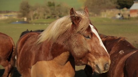 Two Horses With One Wagging Stock Footage Video 100 Royalty Free 2114138 Shutterstock