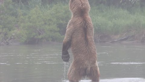 Bear, the fisher