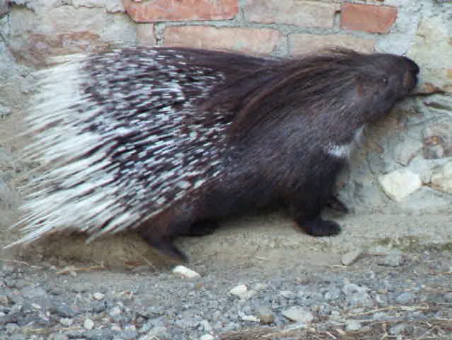 Porcupine walking 