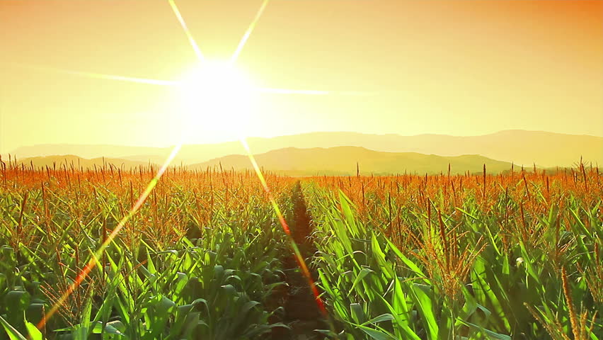 Farm corn to light the evening sun.Crane shot :High quality footage - original size 4k (4096x2304) | Shutterstock HD Video #8771248