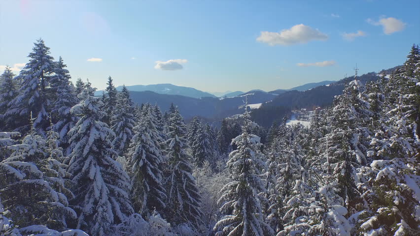 AERIAL: Pine forest covered in snow