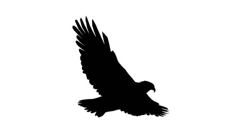 Eagle inciting wings flying gliding,haliaeetus leucocephalus bird animal sketch silhouette.american freedom symbol. cg_02179