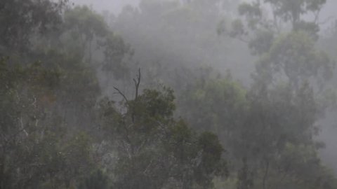 Australian native bush gum trees with good steady rain backdrop