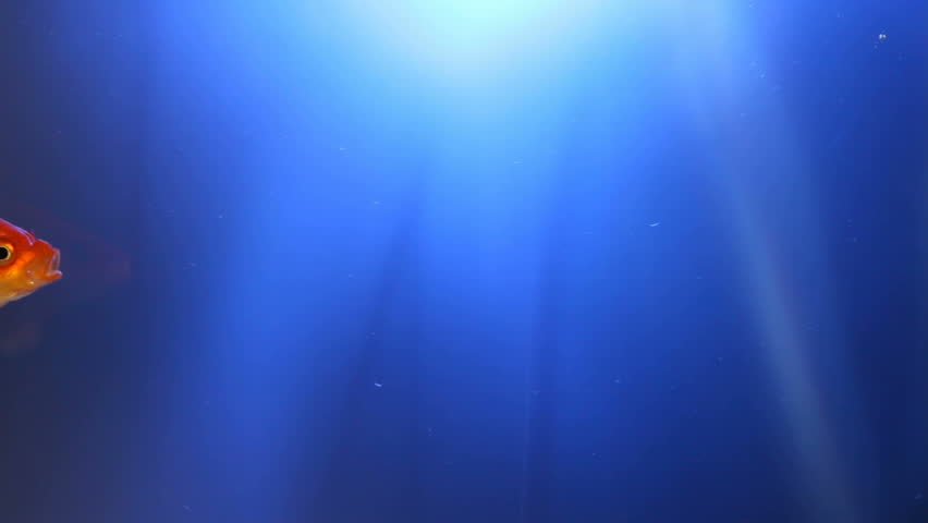 A goldfish swims across a blue underwater world, with sunlight streaming from