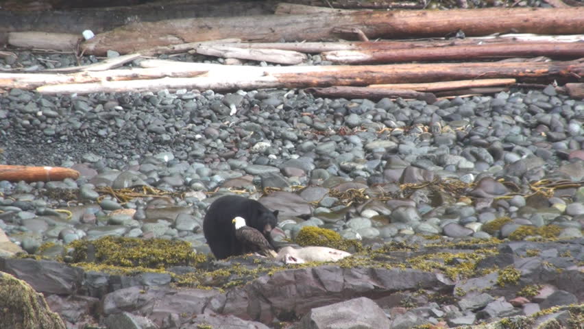 Black Bear (Ursus americanus) and Bald Eagle (Haliaeetus leucocephalus) competing for seal carcass in southeast Alaska.
