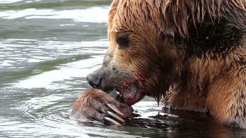 bear eats fish
