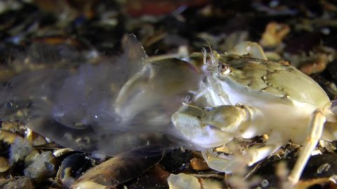 Swimming crab (Macropipus holsatus) eats jellyfish Aurelia (Aurelia aurita), medium shot. Side view. Black Sea. Ukraine.
