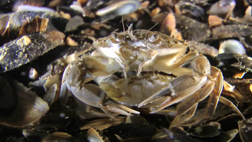 Male Swimming crab (Macropipus holsatus) protects the female in soft carapace, medium shot. Black Sea. Ukraine.
