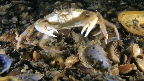 Meeting, clash and the divergence of the two Swimming crab (Macropipus holsatus), medium shot. Black Sea. Ukraine.

