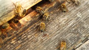 Bees work at an apiary, close-up