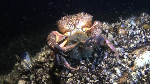 Female Warty crab (Eriphia verrucosa) waves abdominal legs to eject larvae, medium shot. Front view. Black Sea. Ukraine.
