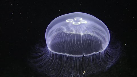 Invertebrate marine coelenterates jellyfish Aurelia (Aurelia aurita) in the water column moves rhythmically reducing the dome. The movement in the frame from the bottom up.

