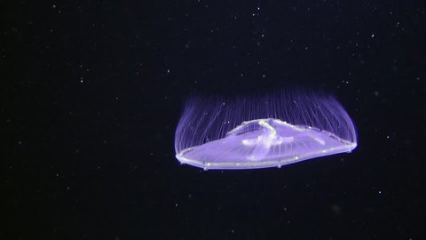 Invertebrate marine coelenterates jellyfish Aurelia (Aurelia aurita) in the water column moves rhythmically reducing the dome. Movement downwards.
