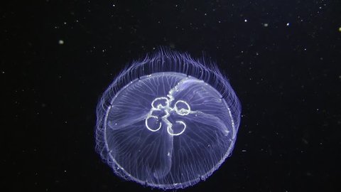 Invertebrate marine coelenterates jellyfish Aurelia (Aurelia aurita) in the water column moves rhythmically reducing the dome. The movement frontal, then slow rotation.