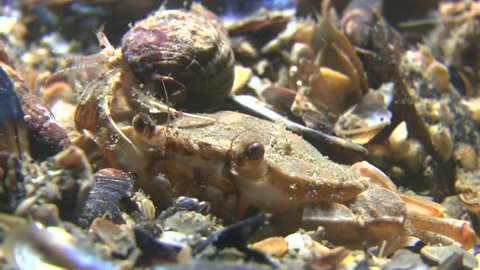 Small hermit crab (Diogenes pugilator) sits on the carapace of swimming crab buried in ground, medium shot. Black Sea. Ukraine.
