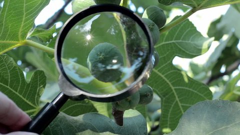 Botanists hands checking a green figs grows on a tree with magnifier lens