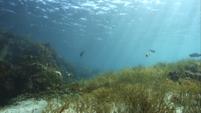 underwater scenic screen saver fishbowl temperate Stock Footage Video ...