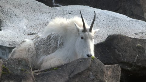 Large white horned mountain goat resting on rocky landscape , full shot.