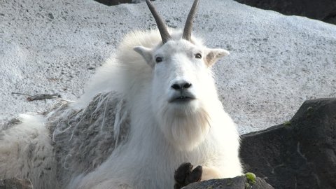 Large white horned mountain goat, medium shot.